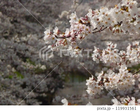 桜満開の川 桜満開の川 119931561
