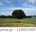 田んぼの中の小さい森 119931569
