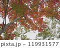 見上げる紅葉 119931577