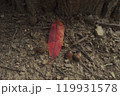 秋の公園のどんぐりと落ち葉 119931578