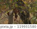 紅葉した木の実 119931580