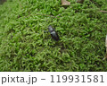 夏の森で見つけたクワガタ 119931581