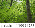 爽やかな新緑のモミジ 119931583