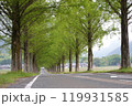 新緑のメタセコイヤの並木道 119931585