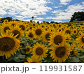 太陽に向かって咲く満開の向日葵 119931587