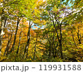 紅葉した森 119931588
