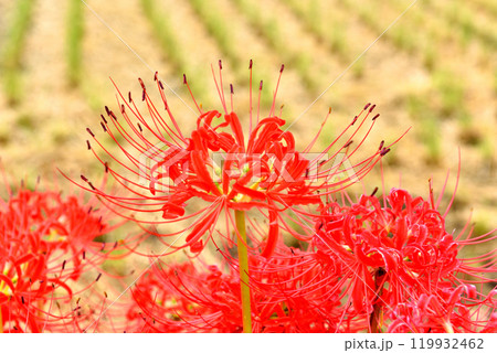 茅ヶ崎里山公園近くの田んぼに咲く紅い彼岸花 茅ヶ崎里山公園近くの田んぼに咲く紅い彼岸花 119932462