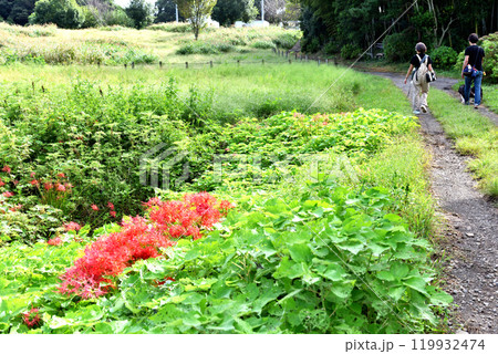 彼岸花咲く里山で犬の散歩するカップル 119932474