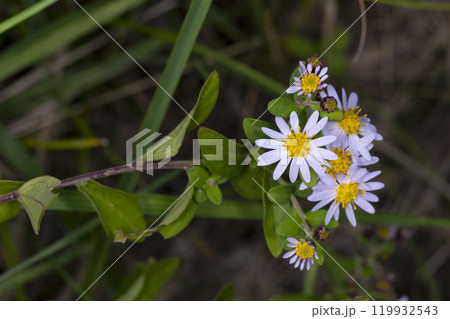 ノコンギク ノコンギク 119932543