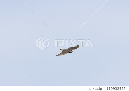 ハイタカ ハイタカ 119932555