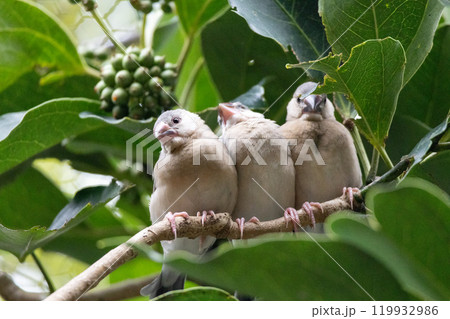 文鳥の幼鳥団子 119932986