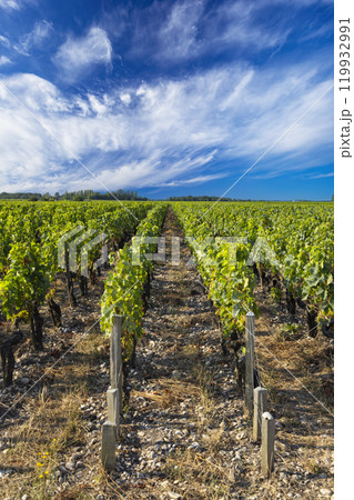 Typical vineyards near Chateau Pichon Longueville Baron, Bordeaux, Aquitaine, France 119932991