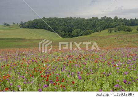 Typical spring landscape with poppies near Silica (Szilice), National Park Slovak Kras, Slovakia Typical spring landscape with poppies near Silica (Szilice), National Park Slovak Kras, Slovakia 119932997