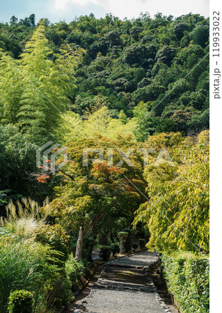 秋の嵯峨野 小倉山に薄の小径 秋の嵯峨野 小倉山に薄の小径 119933022