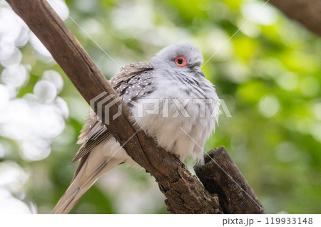 膨らむウスユキバト 119933148