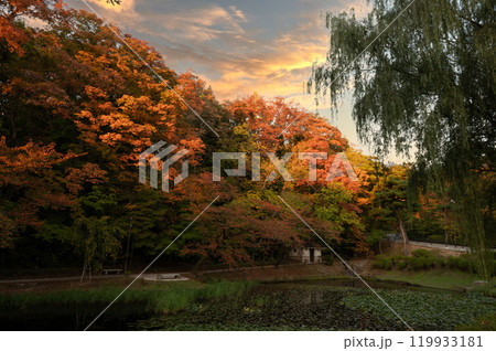 千秋公園のお堀のリフレクション 119933181