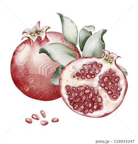 Watercolor illustration red pomegranate close-up on isolated background. Hand drawn fresh fruit garnet. Elements juicy food for icon or logo. 119933247