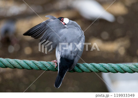 羽繕いをする桜文鳥 羽繕いをする桜文鳥 119933349