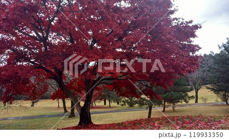真っ赤な紅葉 真っ赤な紅葉 119933350