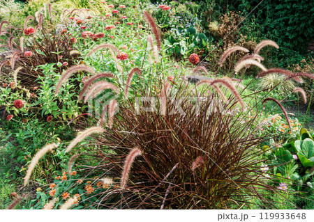 秋、猫じゃらしの風景 秋、猫じゃらしの風景 119933648