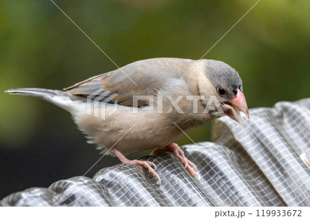 鳴く桜文鳥の幼鳥 鳴く桜文鳥の幼鳥 119933672
