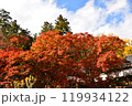 紅葉の木 119934122