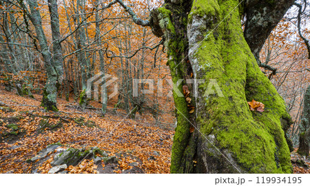 Hayedo de la Pedrosa Natural Protected Area, Spain 119934195