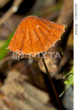 Wild Mushroom, Tanjung Puting National Park, Indonesia 119934200