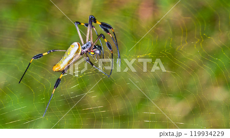 Golden Orb-web Spider, Marino Ballena National Park Golden Orb-web Spider, Marino Ballena National Park 119934229