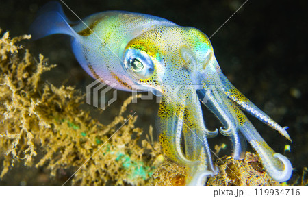 Reef Squid, Sulawesi 119934716