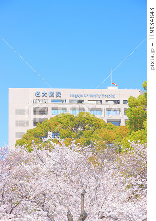 愛知県名古屋市、鶴舞公園の桜と名大病院の風景 愛知県名古屋市、鶴舞公園の桜と名大病院の風景 119934843