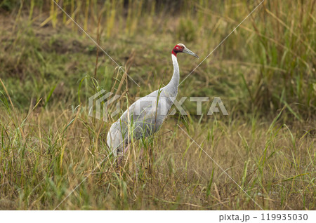 sarus crane or Grus antigone at keoladeo national park bharatpur bird sanctuary rajasthan india asia. tallest flying bird closeup or portrait in natural green background during winter safari excursion 119935030