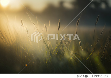 Green grass with dew drops . Summer sunny and foggy meadow in the mornung. Generative Ai Green grass with dew drops . Summer sunny and foggy meadow in the mornung. Generative Ai 119935065