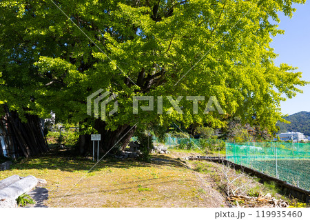 埼玉県皆野町　国神の姫イチョウ 119935460
