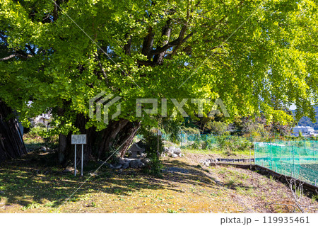 埼玉県皆野町 国神の姫イチョウ 埼玉県皆野町 国神の姫イチョウ 119935461