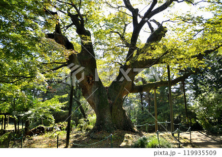 群馬県太田市金山町のパワースポット 新田神社の金山の大欅 群馬県太田市金山町のパワースポット 新田神社の金山の大欅 119935509