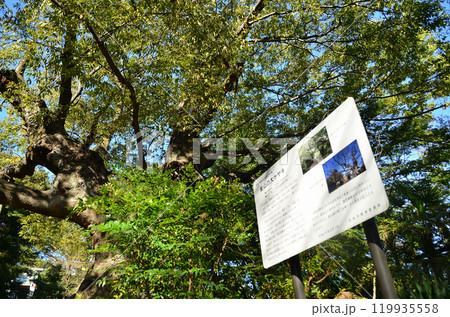 群馬県太田市金山町のパワースポット 新田神社の金山の大欅 群馬県太田市金山町のパワースポット 新田神社の金山の大欅 119935558