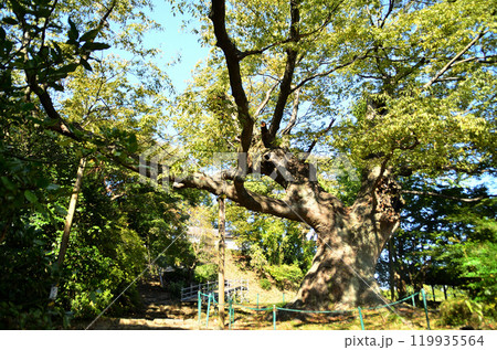 群馬県太田市金山町のパワースポット　新田神社の金山の大欅 119935564