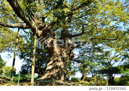 群馬県太田市金山町のパワースポット 新田神社の金山の大欅 群馬県太田市金山町のパワースポット 新田神社の金山の大欅 119935568
