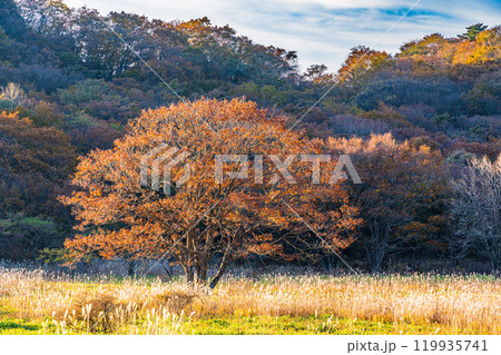 【群馬県】秋の榛名山・沼の原の情景　早朝 119935741