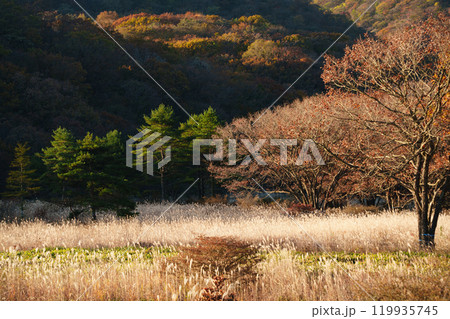 【群馬県】秋の榛名山・沼の原の情景 早朝 【群馬県】秋の榛名山・沼の原の情景 早朝 119935745