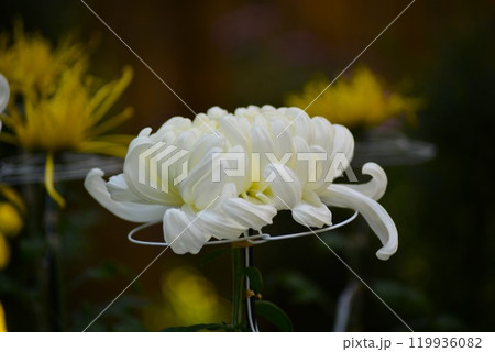 古典菊　厚物　白 119936082