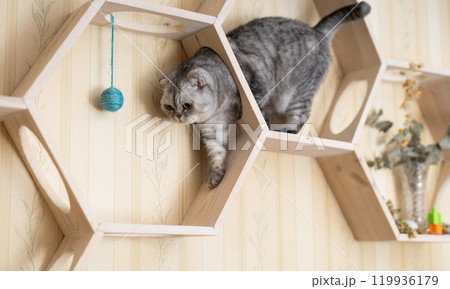 Inquisitive young gray scottish fold cat sitting on wall mounted wooden shelf, watching around curiously 119936179