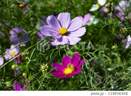 コスモス畑に咲くピンク色のコスモス コスモス畑に咲くピンク色のコスモス 119936308