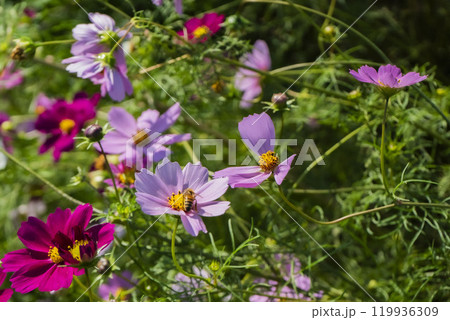 コスモスの蜜を吸う蜂 119936309