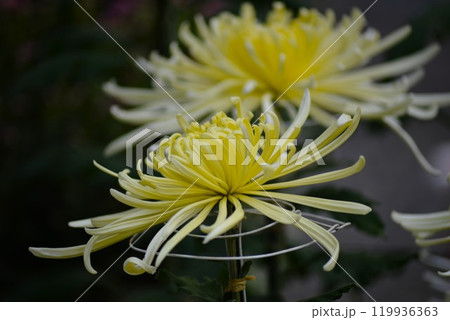 黄色い大菊（古典菊）管物 119936363
