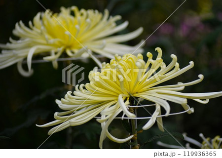 黄色い大菊（古典菊）管物 119936365