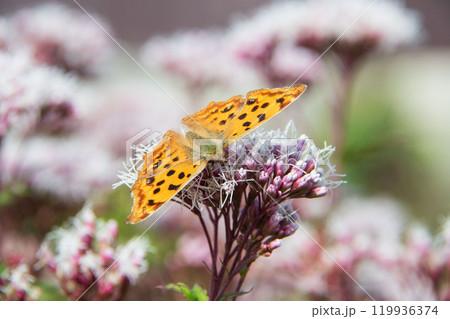 藤袴とキタテハ 119936374