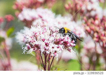 藤袴と熊蜂 119936520
