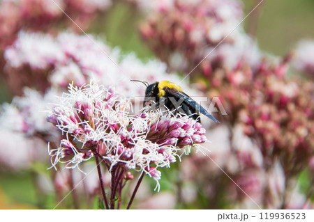 藤袴と熊蜂 119936523